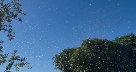 Le Maitre Arctic Snow Machine